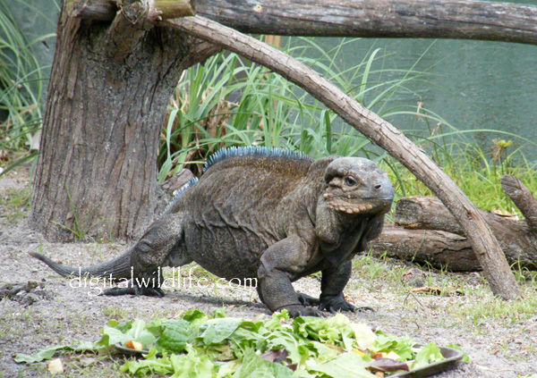 Rhinoceros Iguana