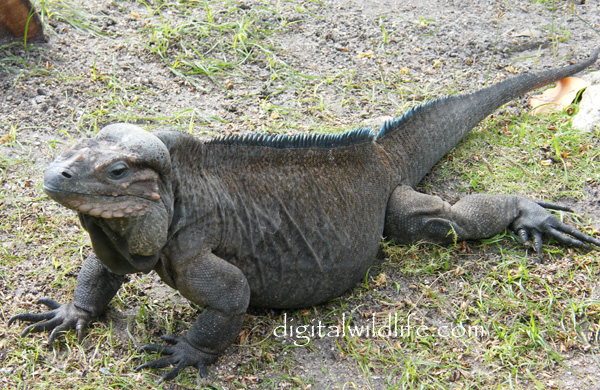 Rhinoceros Iguana