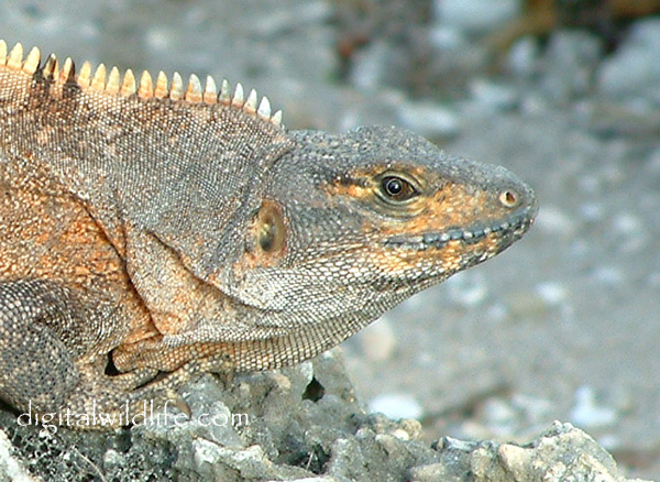 Spinytailed Iguana